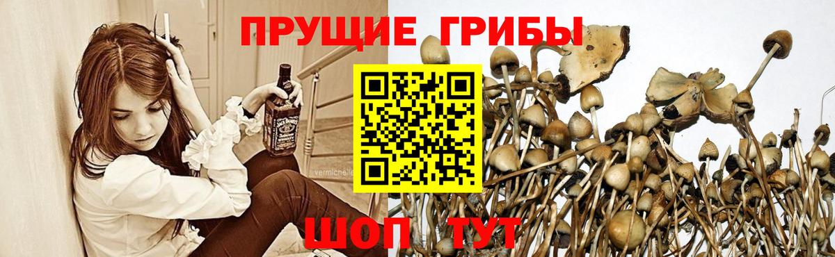Северск  Псилоцибиновые грибы Psilocybine cubensis  Псилоцибиновые грибы Psilocybine cubensis  Вход с VPN 